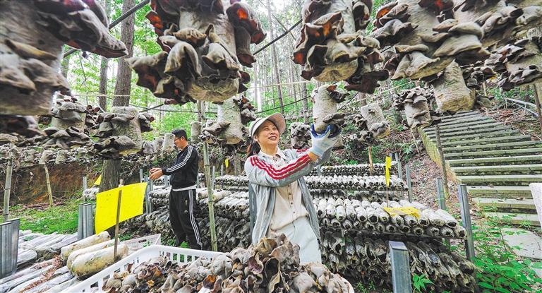 量发展产业调研】林下生金冰球突破游戏网站【高质(图1)