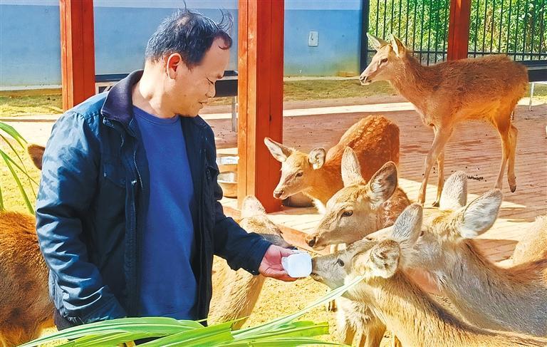 量发展产业调研】林下生金冰球突破游戏网站【高质(图2)